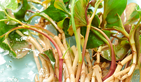 香菜面、折耳根拌面、辣條拌面…揭秘白象“瘋感”產(chǎn)品的設計故事