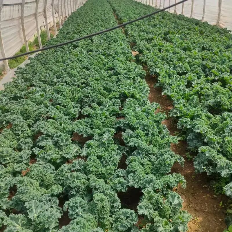 1761529221413647.jpg 1761529221413647.jpg